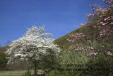 Dogwoods at the Base of Seneca Rocks Art Print