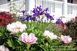 An art print of A Colorful Flower Bed at the Porch showing a myriad of different flowers