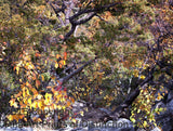 Fall Scene Straight Down the Rocks Art Print