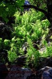 An art print of a patch of Ferns in the Sunshine at Dolly Sods