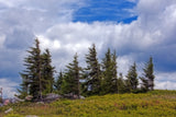 An Art Print of Red Spruce Trees Surrounded by Huckleberry Bushes in dolly sods wilderness area