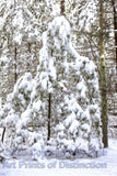 Ghost Pine draped with snow in the Deep Woods Art Print