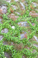 A premium print of Green Plants and Flowers Snaking Through the Rocks