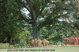 art print of huge tree with flower gardens at Thomas Jefferson's Monticello