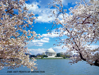 The Jefferson Memorial Framed in Cherry Blossoms art print