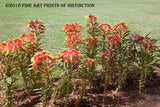 Joseph's Coat Flowers in Monticello gardens Art Print