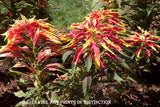 Joseph's Coat Flowers in gardens at Monticello Art Print