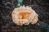 Large Frilly Orange Mushroom on the forest floor Art Print