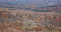 Late Fall Scene from the Summit of Spruce Knob art print