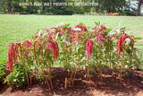 An Art Print of Love Lies Bleeding Flowers in the Western Lawn at Monticello