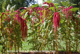 An Art Print of Love Lies Bleeding or Amaranthus in Monticello gardens