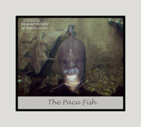 Poster of a Pacu Fish with Eyes Wide Open