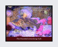 Poster of the Painted Greenling Fish in colorful aquarium