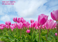 A botanical art print of Tulips with Pink Blooms Swaying in the Breeze