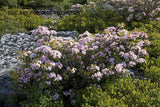 An Art Print of Large Light Pink Laurel Bush on Dolly Sods