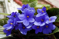 An Art Print of Purple African Violets in the Garden Window with gardens in the background