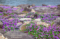 An Art Print of Petunias with Purple Blooms Growing in a Rocky River Bank