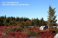 An art print of Red Blueberries and Tall Spruce in Dolly Sods Wilderness Area in WV