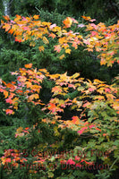 Red Maples Layered in the Green Spruce art print