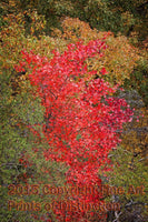 Mountain Maple Surrounded by Yellow Oaks and Pines Art Print