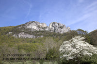 Seneca Rocks with White Dogwood Art Print