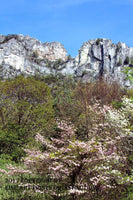 Seneca Rocks with Dogwood Trees in Vertical Format Art Print