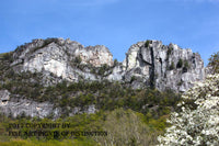 Seneca Rocks Spring Close Up View with Dogwood Art Print