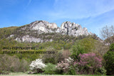 Seneca Rocks West Virginia and Spring Trees in Bloom Art Print