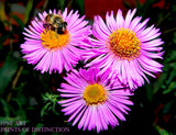 A premium Quality Print of Asters with Small Purple Blooms and Bumblebee 