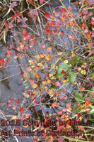 art print of Small Red Brush over the Water at Spruce Knob Lake