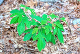 Small Sassafras Tree on the Forest Floor Art Print