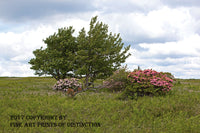 An Art Print of Sphagnum Moss Plain with Wild Mountain Laurel and Tree 