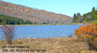 Spruce Knob Lake with White Wildflowers and Red Bush Art Print