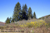 Yellow Wildflowers and Big Spruce Trees at Spruce Knob Lake Art Print