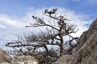 Dead Table Top Pine on top of Seneca Rocks Art Print