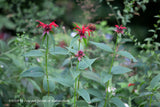 A premium artwork print of A trio of Crimson Bee Balm wild flowers