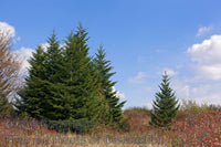 An Art Print of a Group of Red Spruce Trees and a Single Specimen on Dolly Sods 