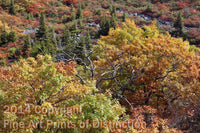 An original Art Print of Yellow Oaks with a Dead Tree in the Center at Dolly Sods