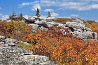 An original premium Quality Art Print of Yellow Oak Leaves on a Rocky Horizon