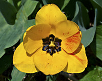 A botanical print of Tulip a Single Yellow Bloom with Red Streaks