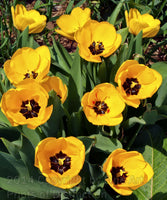 Tulips, Eleven Bright Yellow Blooms with black centers art print